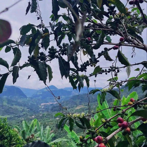 La Sinfonía del Café (Un viaje de sabores)